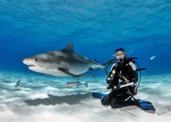 shark diving