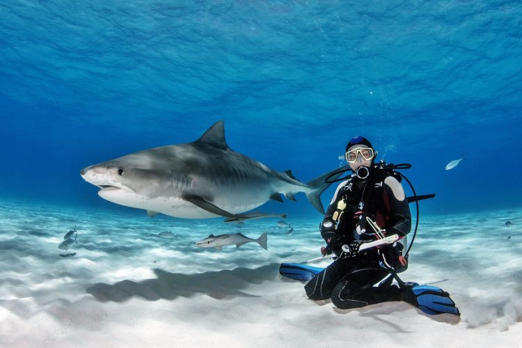shark diving