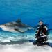 shark diving