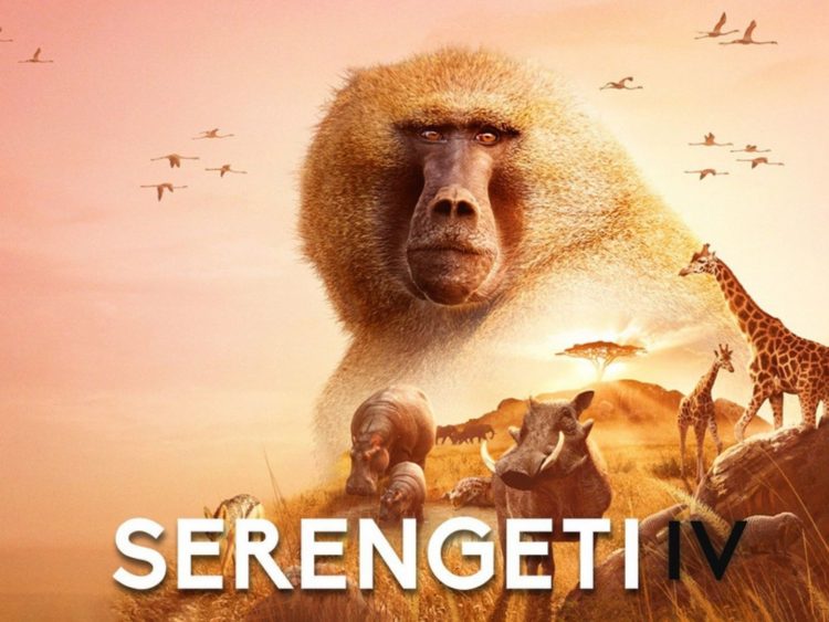 Serengeti Season 4