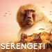 Serengeti Season 4