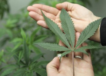 California has outlawed marijuana urine testing for employment