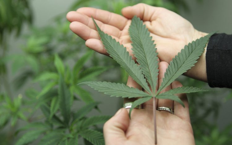 California has outlawed marijuana urine testing for employment