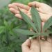 California has outlawed marijuana urine testing for employment