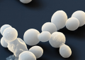 Pichia-Expressed Proteins