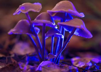 What Are Shrooms