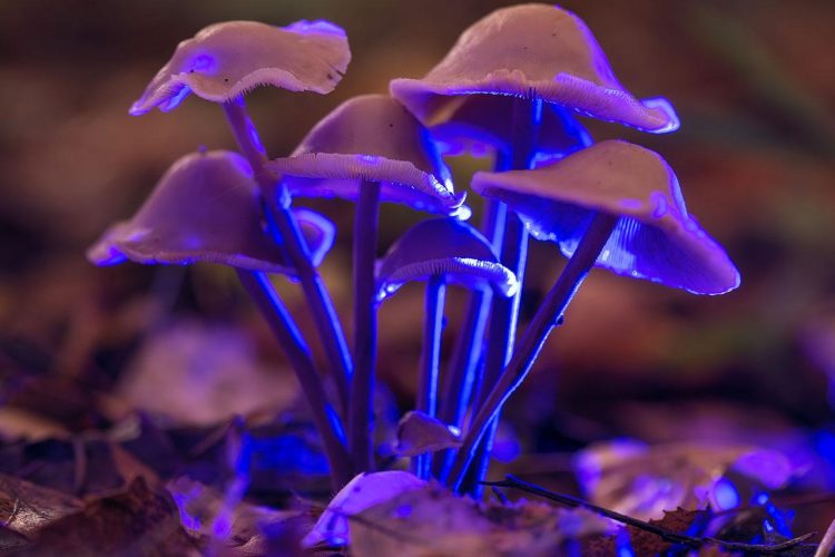 What Are Shrooms