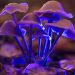 What Are Shrooms