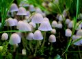 Are Psychedelic Mushrooms the Unexpected Solution to Domestic Violence? Experts Think So