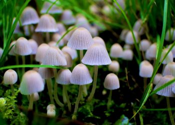 Are Psychedelic Mushrooms the Unexpected Solution to Domestic Violence? Experts Think So