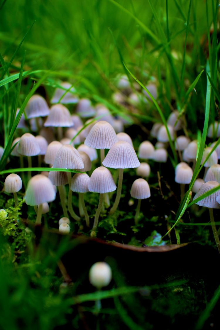 Are Psychedelic Mushrooms the Unexpected Solution to Domestic Violence? Experts Think So