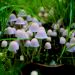 Are Psychedelic Mushrooms the Unexpected Solution to Domestic Violence? Experts Think So