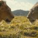 create a featured for te article titled as Disney is developing a new Lion King film. Are we finally getting part 2?